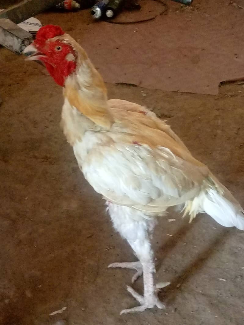 خوبصورت دیسی مرغا برائے فروخت 6