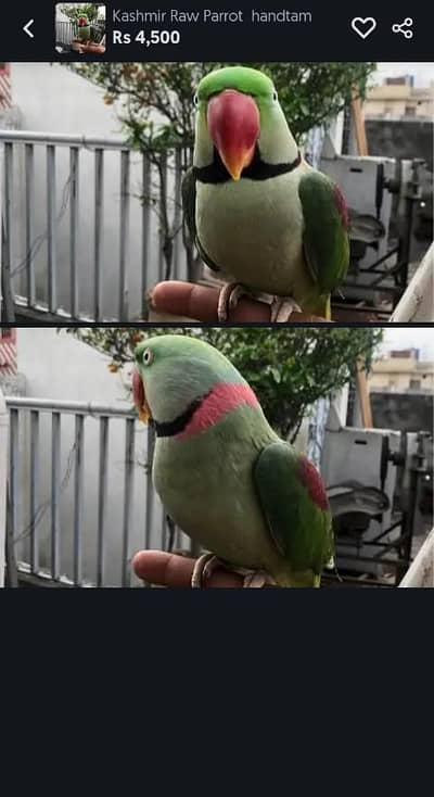 Kashmir Raw Parrot  handtam