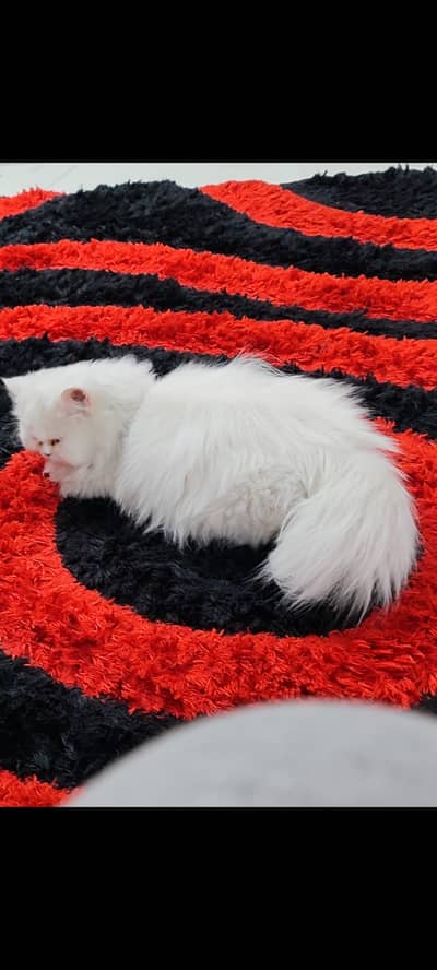 Triple coat Persian male cat