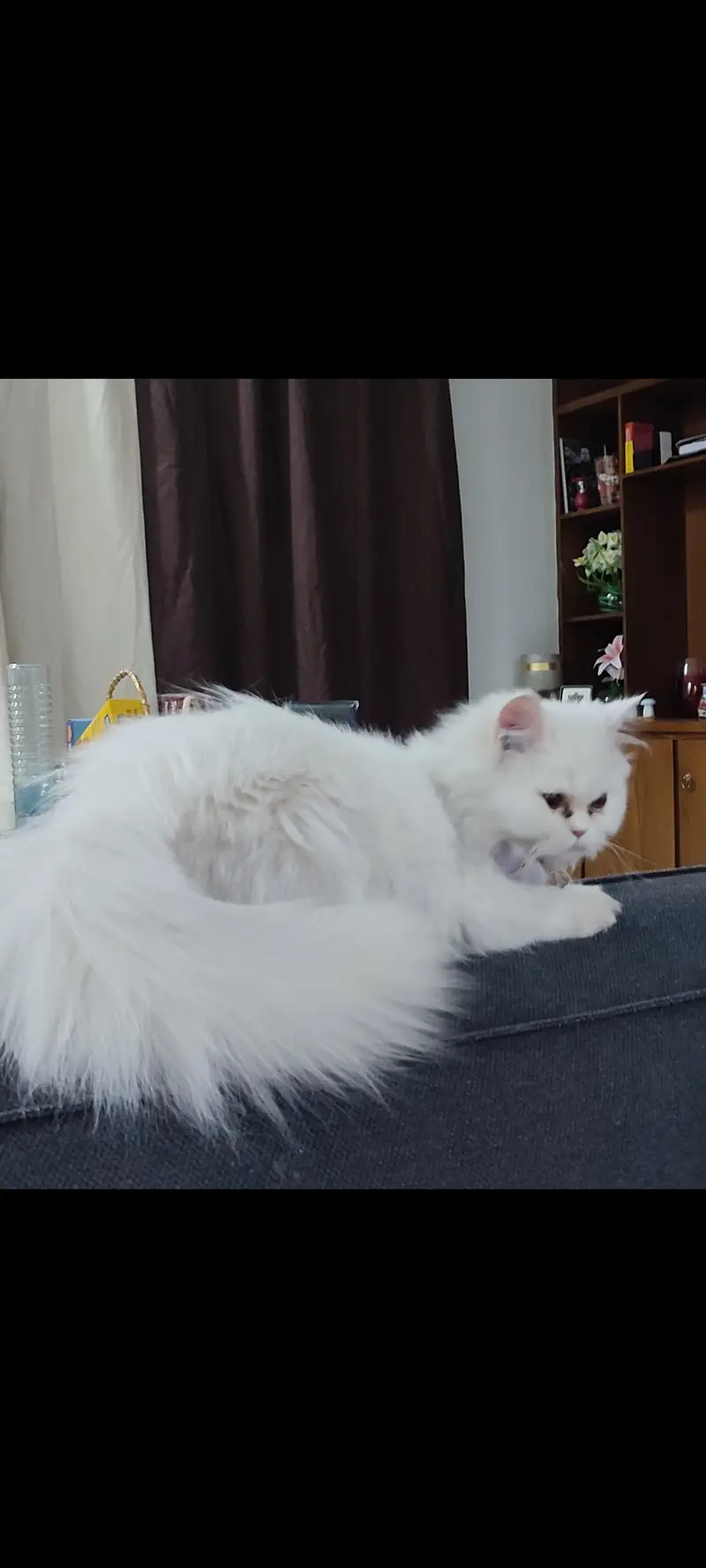 Triple coat Persian male cat — photo 3