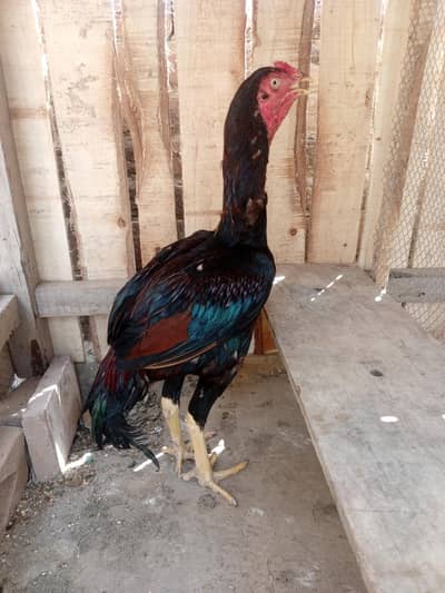 long hight boht bazboot patha hai ghar ki breed