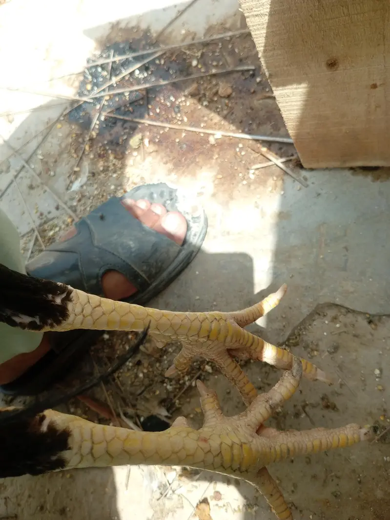 long hight boht bazboot patha hai ghar ki breed — photo 2