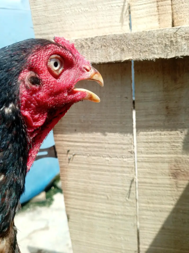 long hight boht bazboot patha hai ghar ki breed — photo 3
