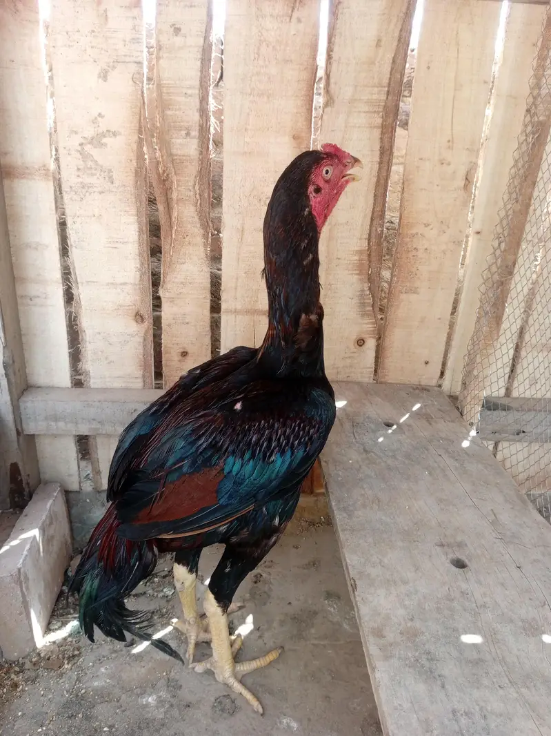 long hight boht bazboot patha hai ghar ki breed — photo 4