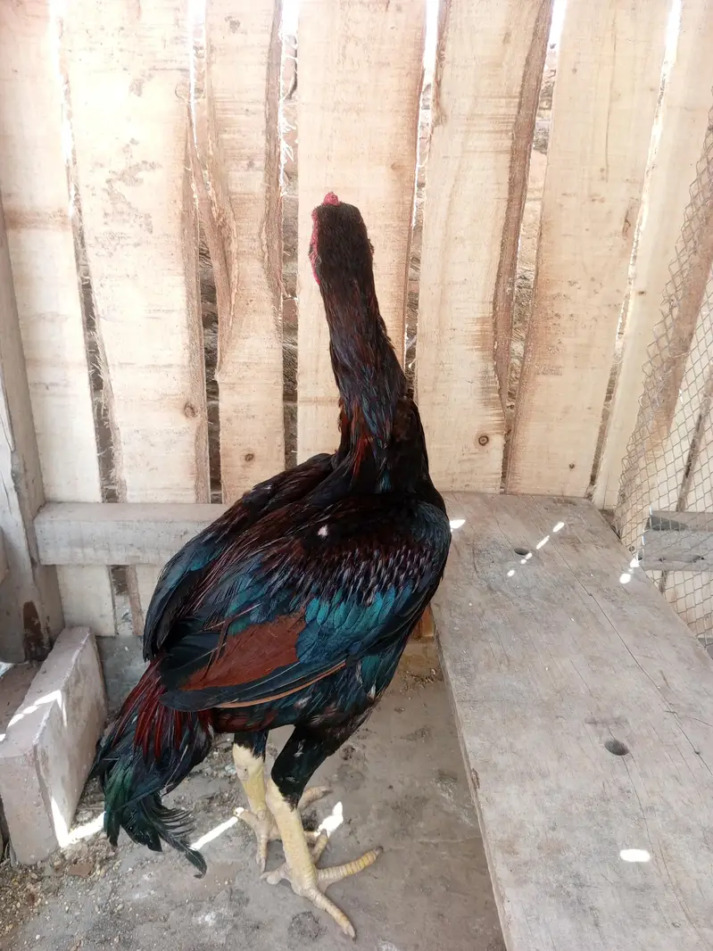 long hight boht bazboot patha hai ghar ki breed — photo 6
