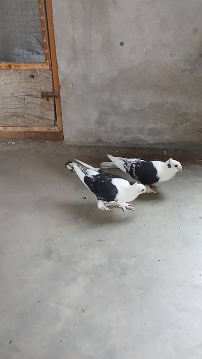 Black cherry sentinent pair 3044349027