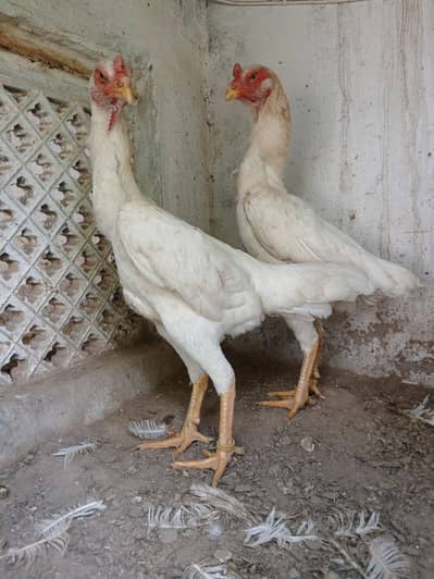 shamo females