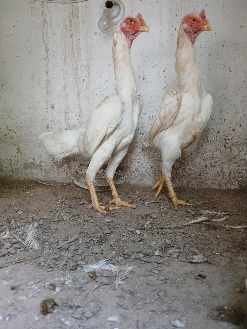 shamo females — photo 2