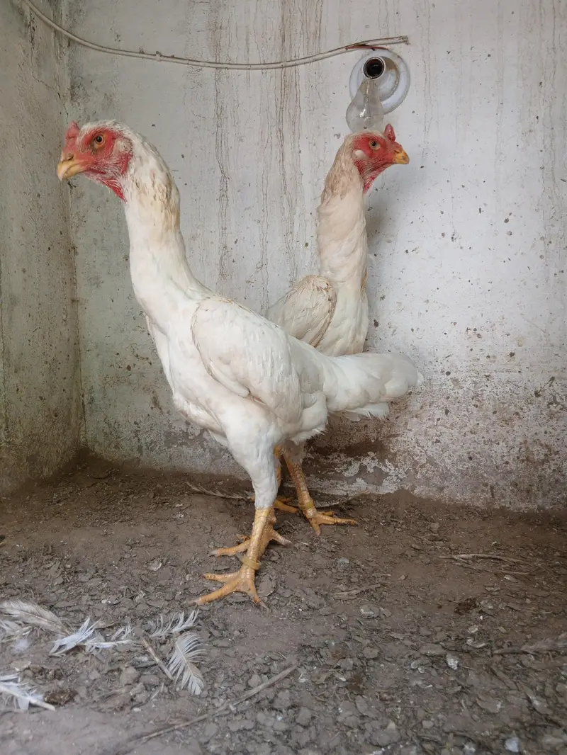 shamo females — photo 3