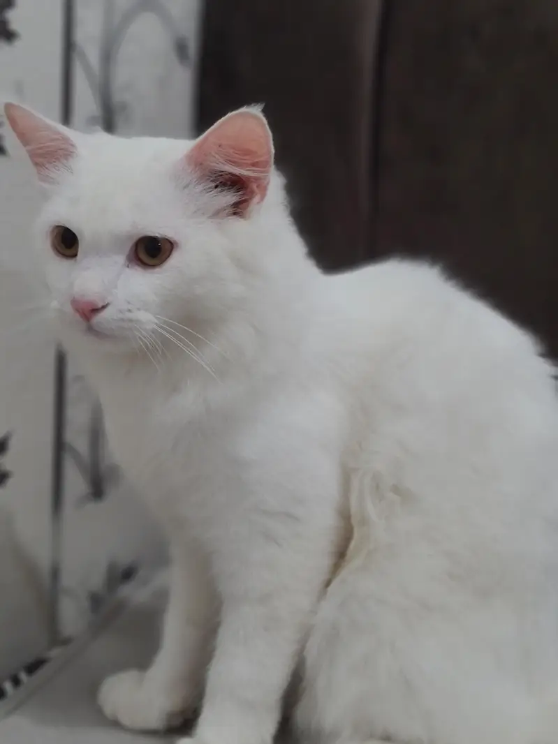 Male Persian White For Sale — photo 2