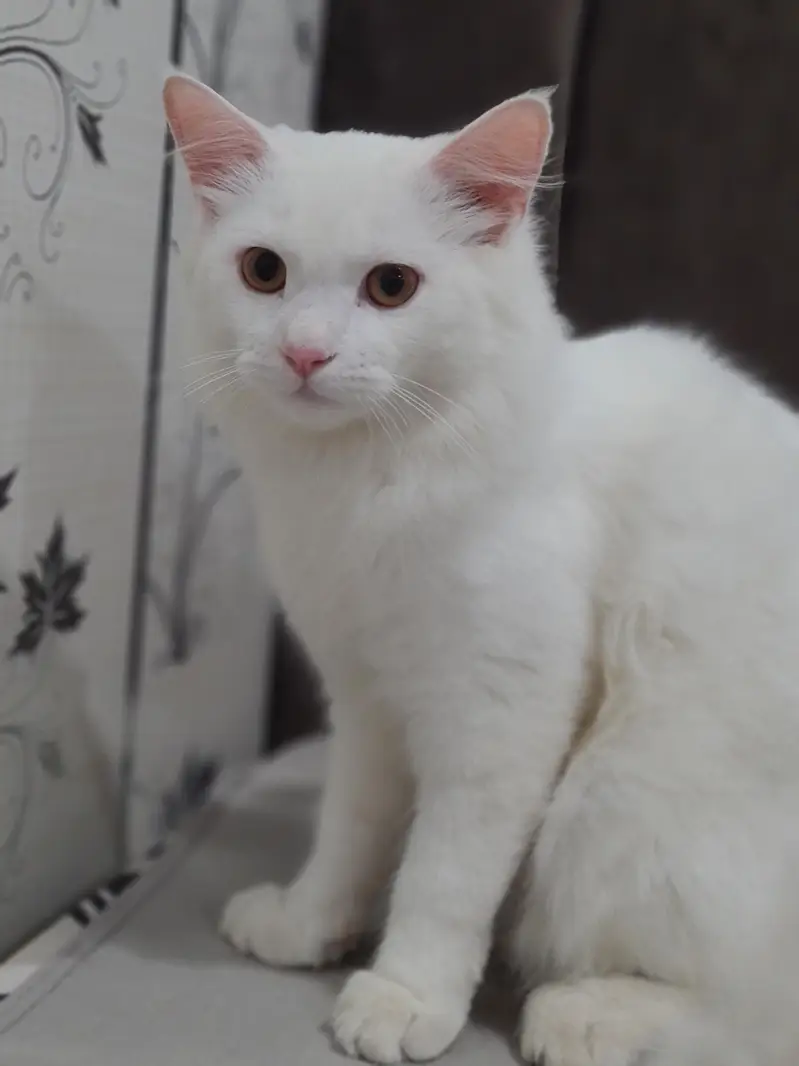 Male Persian White For Sale — photo 3