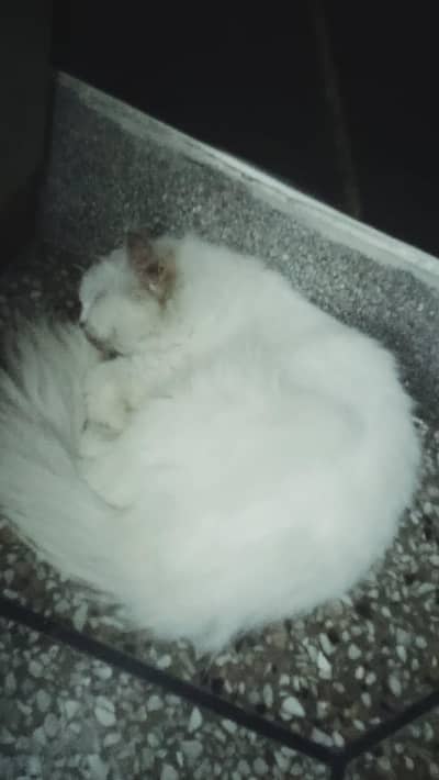 persian cat