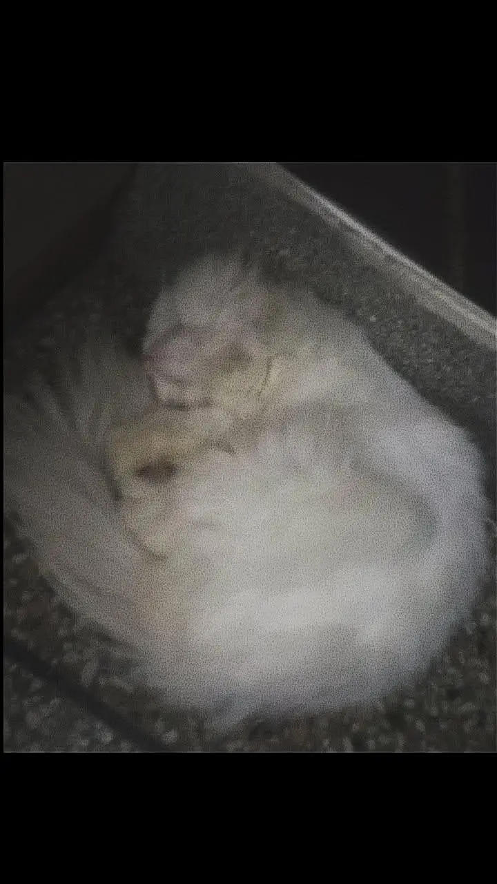 persian cat — photo 2