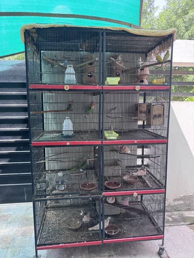 Cage With All Birds,Raw Tame Female,Budgies,love Birds & Doves