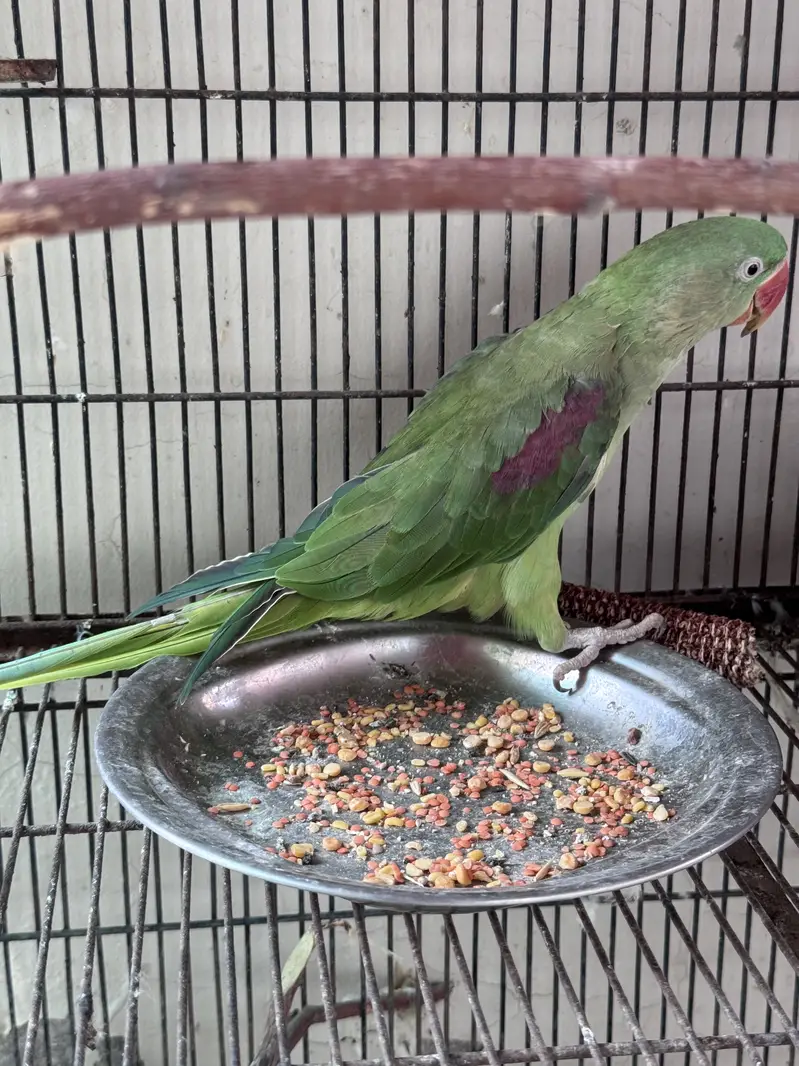 Cage With All Birds,Raw Tame Female,Budgies,love Birds & Doves — photo 2