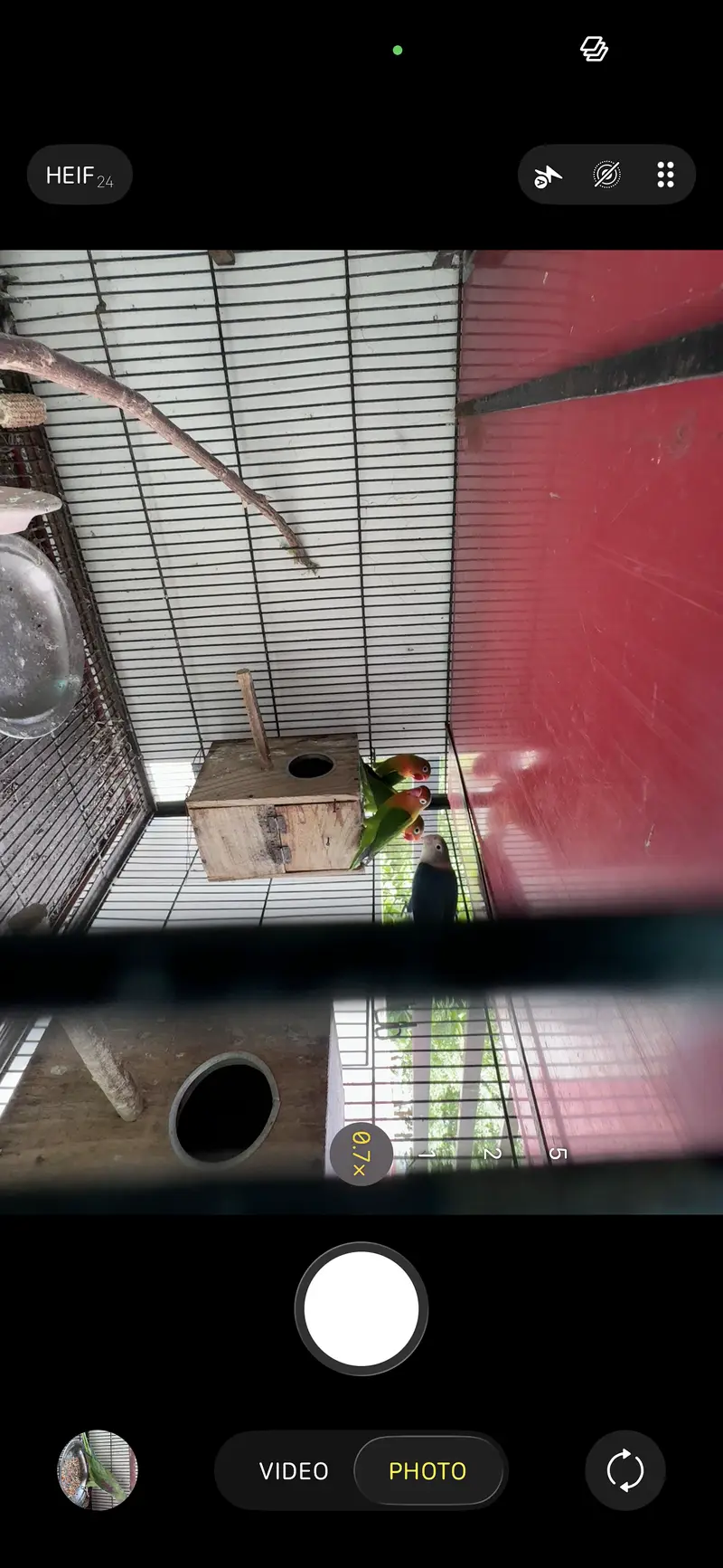 Cage With All Birds,Raw Tame Female,Budgies,love Birds & Doves — photo 3