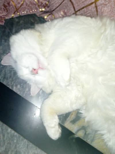 Persian male triple cotted litter train age 6 month