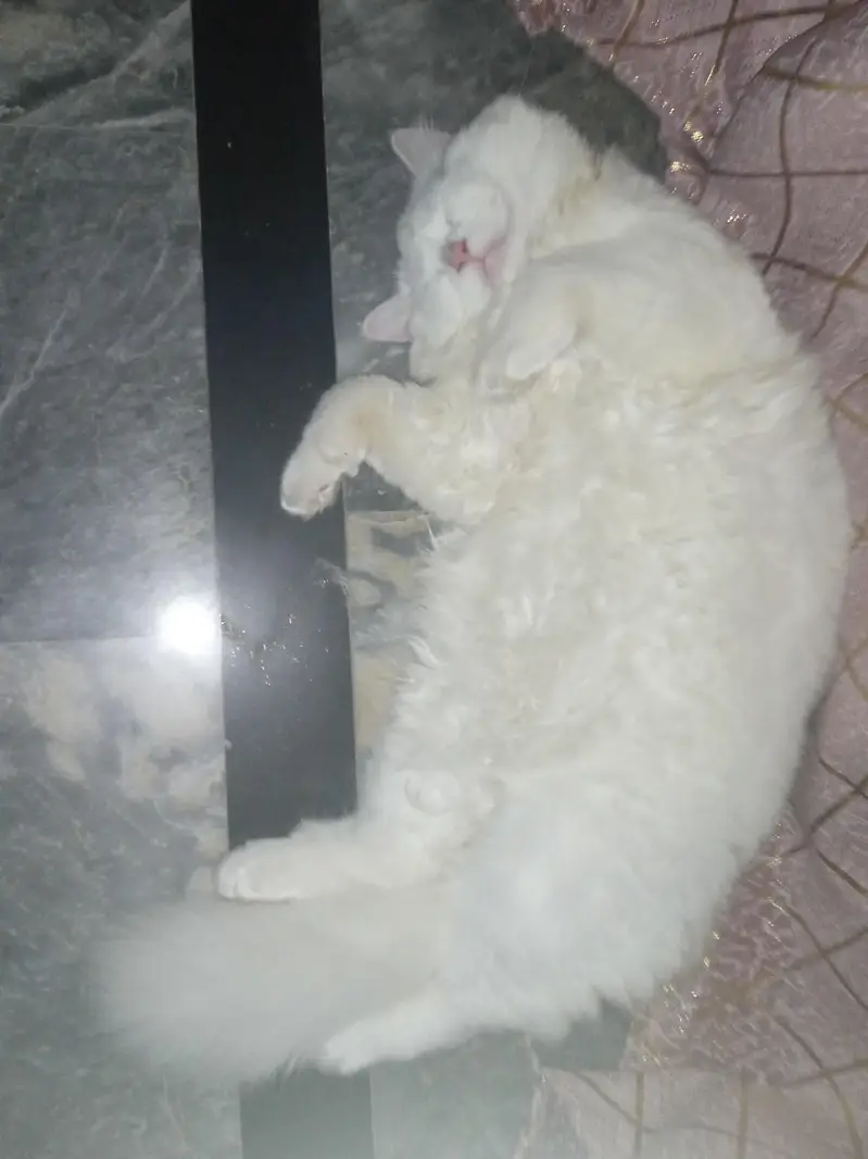 Persian male triple cotted litter train age 6 month — photo 3