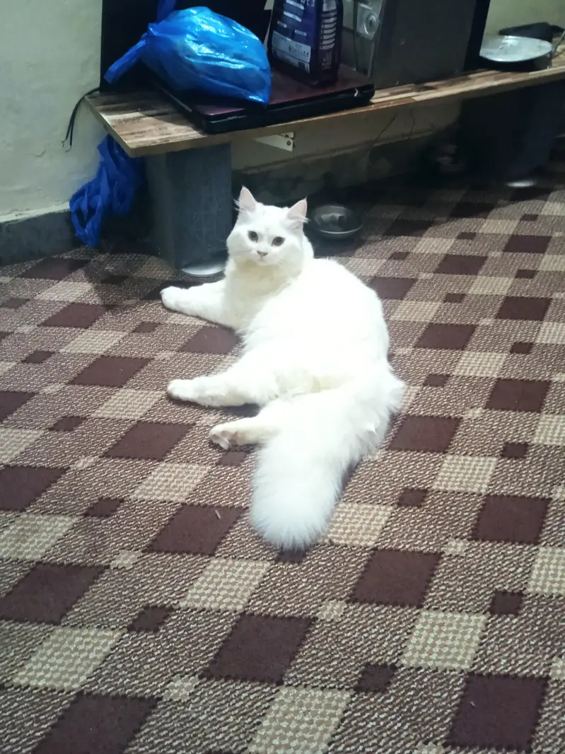 Persian male triple cotted litter train age 6 month — photo 4