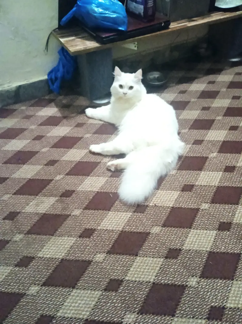 Persian male triple cotted litter train age 6 month — photo 5