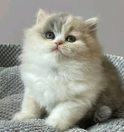 Cats | Persian | kittens |  Blue Eyes | O348O163O63 щatsapWA^⁠_⁠^