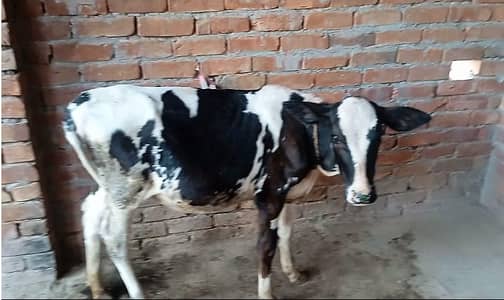 Freasian & Cholistani Cows for Sale 11.50 Lac
