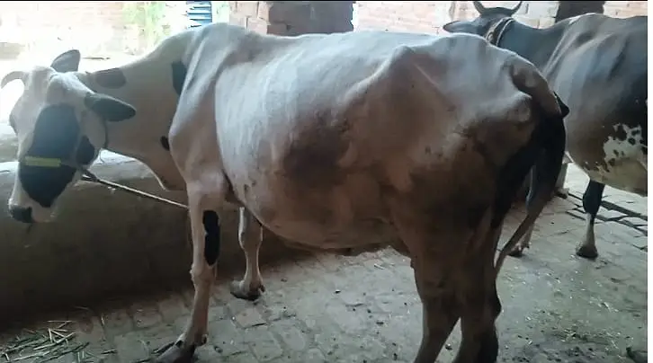 Freasian & Cholistani Cows for Sale 11.50 Lac — photo 2