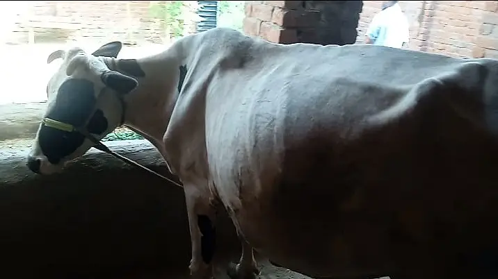 Freasian & Cholistani Cows for Sale 11.50 Lac — photo 3