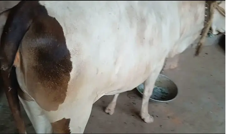 Freasian & Cholistani Cows for Sale 11.50 Lac — photo 4
