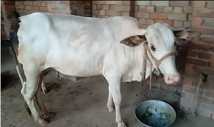 Freasian & Cholistani Cows for Sale 11.50 Lac — photo 5