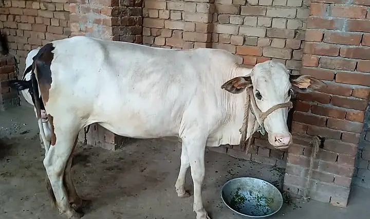 Freasian & Cholistani Cows for Sale 11.50 Lac — photo 6