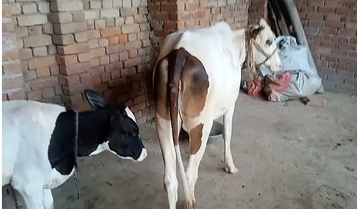 Freasian & Cholistani Cows for Sale 11.50 Lac — photo 7