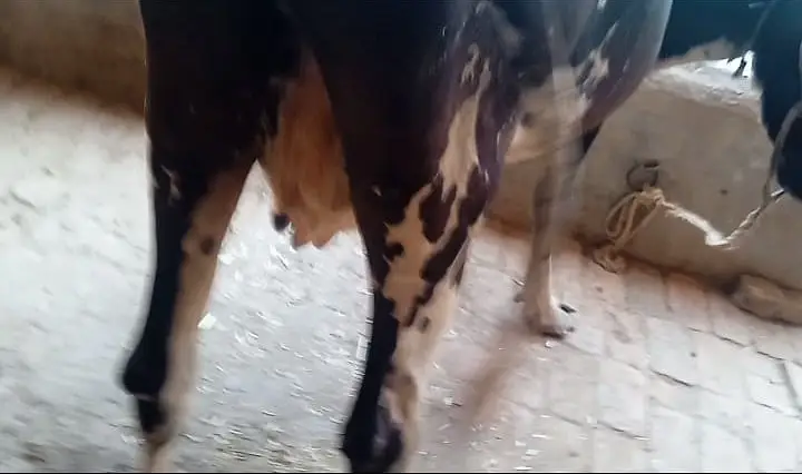 Freasian & Cholistani Cows for Sale 11.50 Lac — photo 8