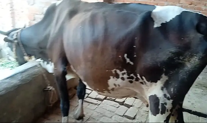 Freasian & Cholistani Cows for Sale 11.50 Lac — photo 9