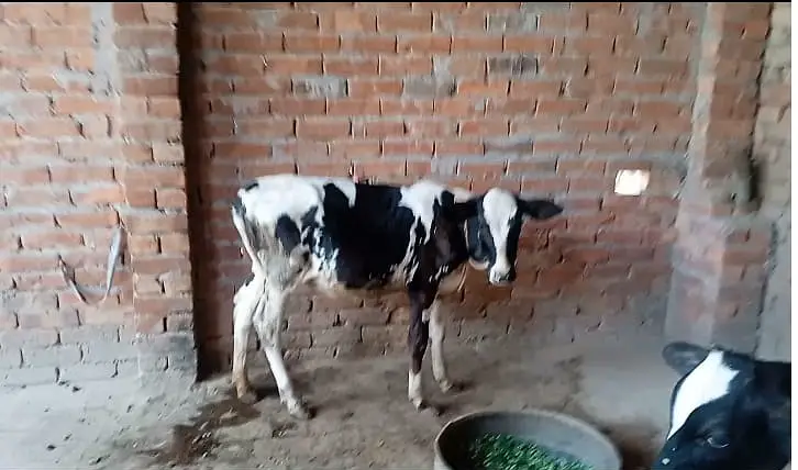 Freasian & Cholistani Cows for Sale 11.50 Lac — photo 10