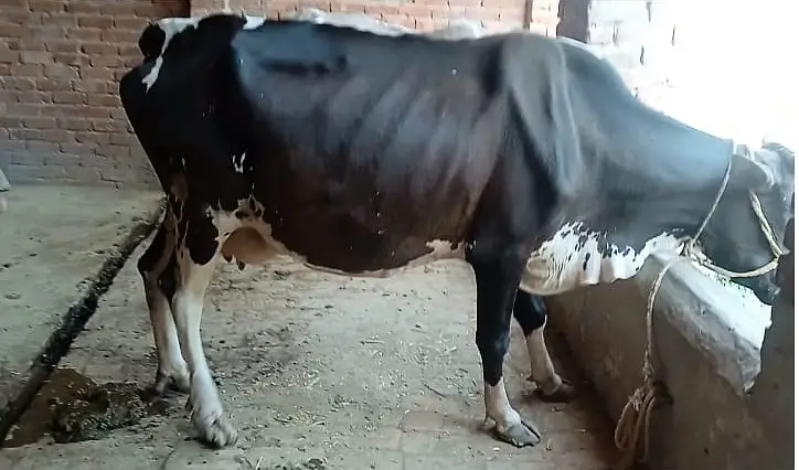 Freasian & Cholistani Cows for Sale 11.50 Lac — photo 11