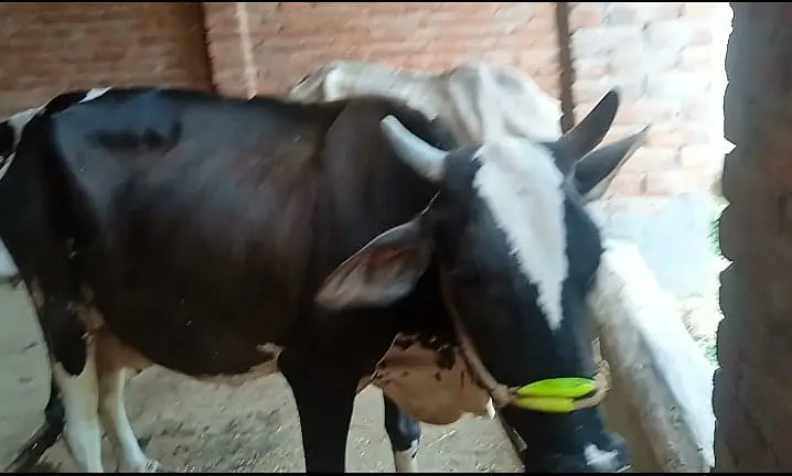 Freasian & Cholistani Cows for Sale 11.50 Lac — photo 12