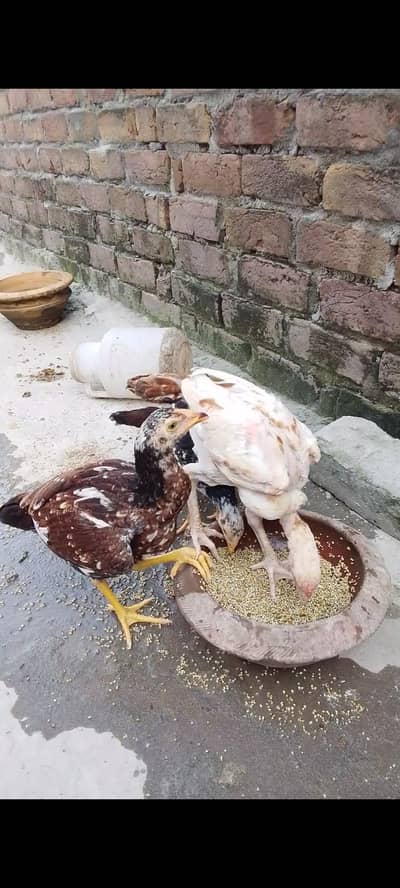 Aseel chicks reasonable price