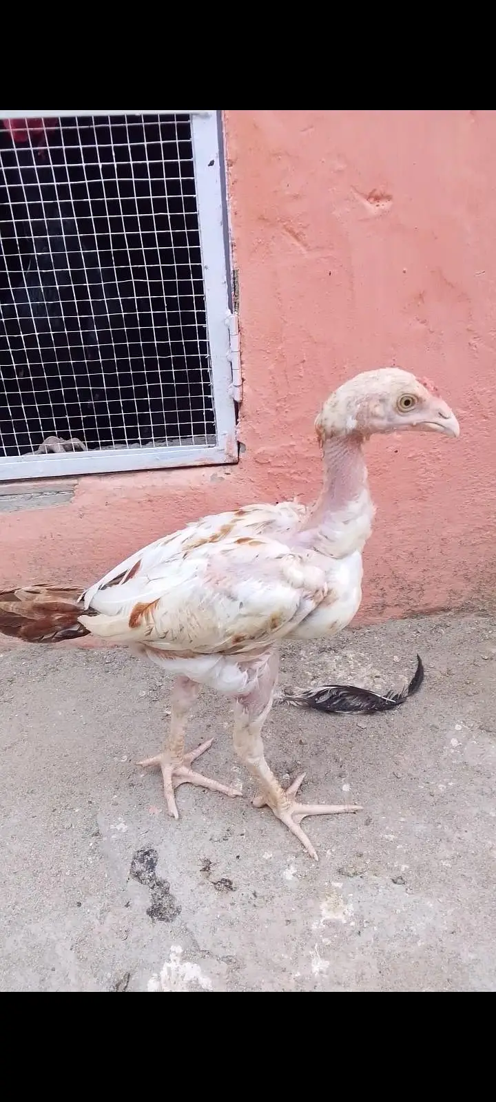 Aseel chicks reasonable price — photo 3