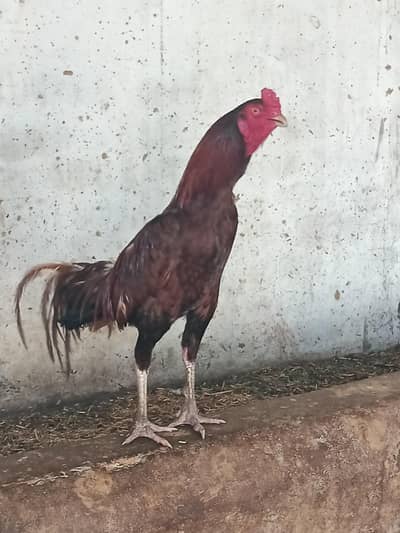 Aseel Patha For Sale