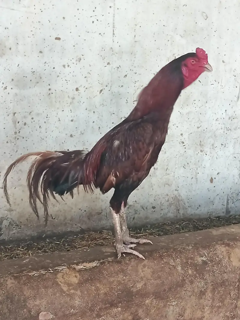 Aseel Patha For Sale — photo 2