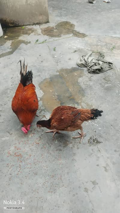 Aseel murga or murgi