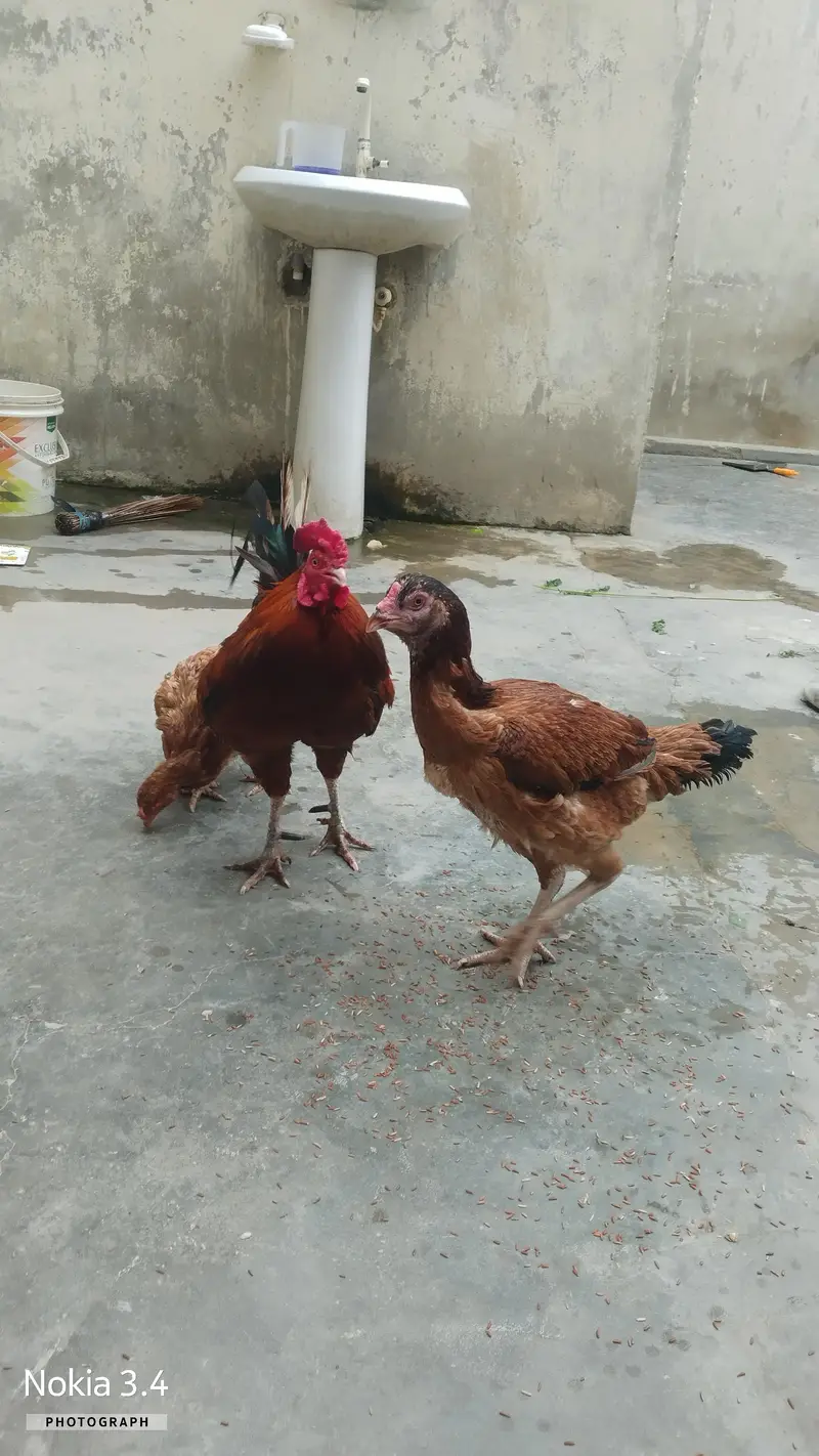 Aseel murga or murgi — photo 5
