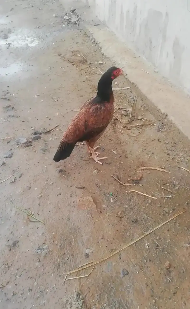 Mianwali aseel high quality madi — photo 2