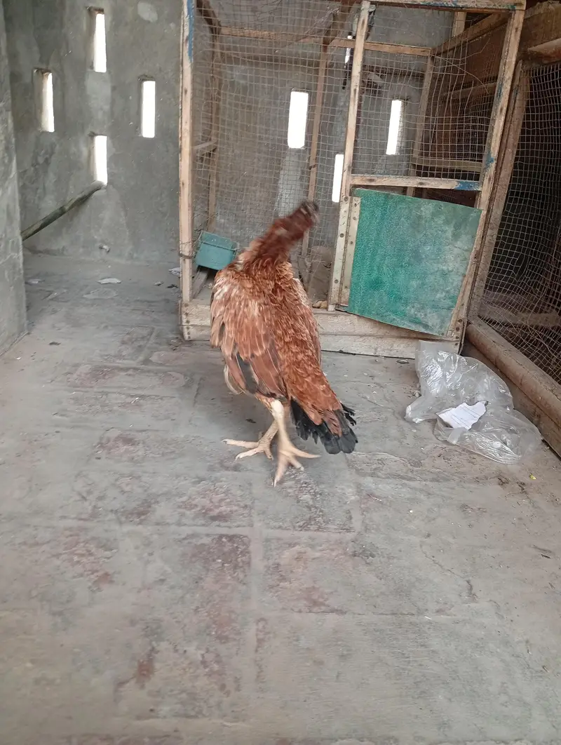 aseel murgi — photo 2