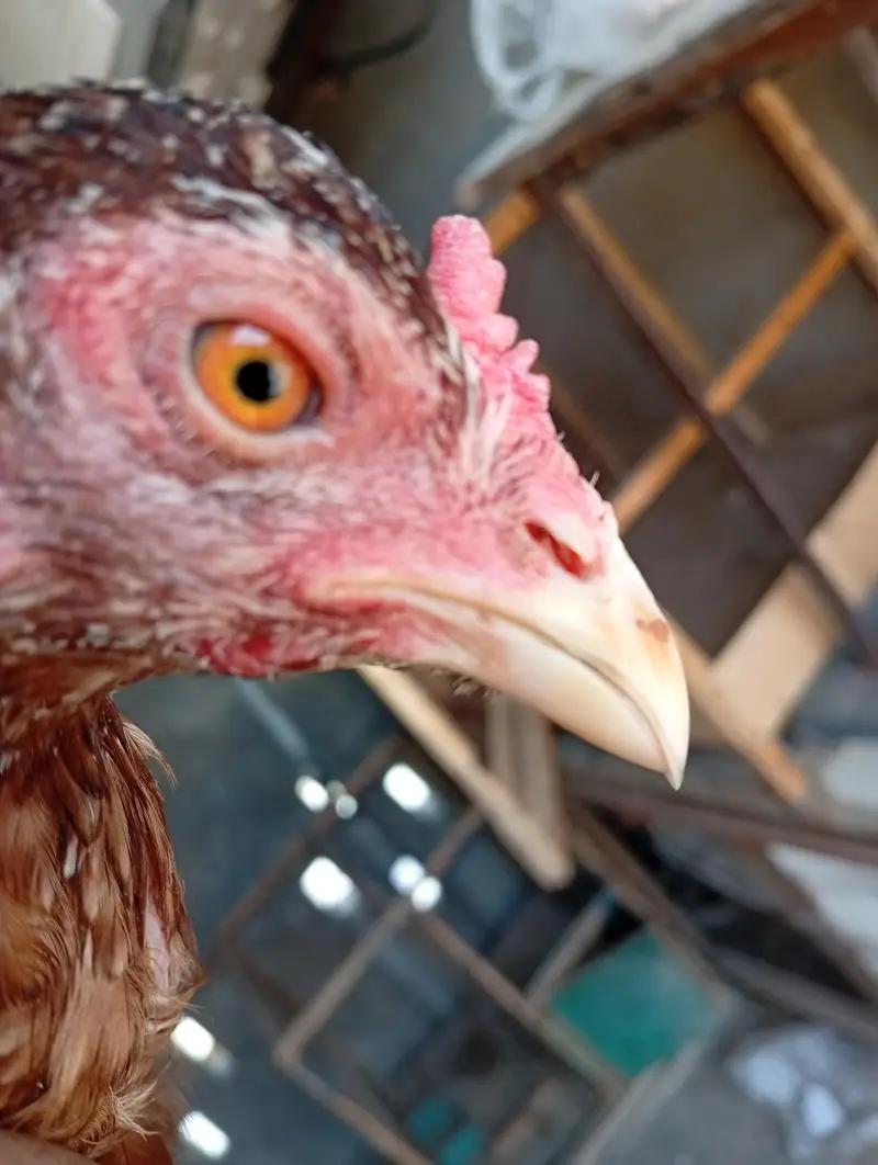 aseel murgi — photo 3