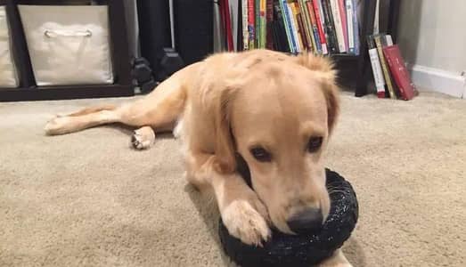 Golden Retriever puppy