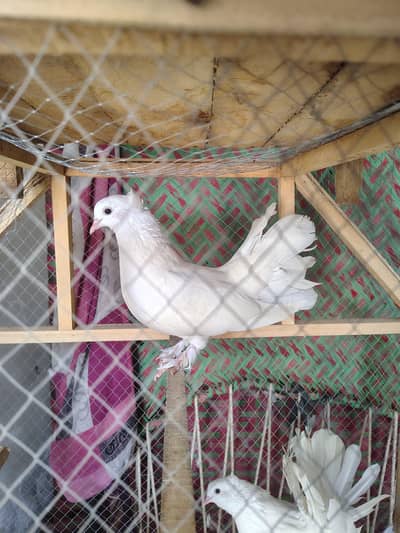 lackay pigeons pair