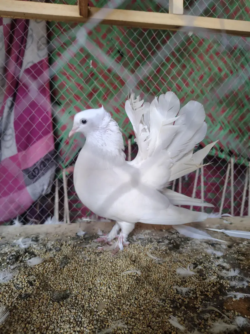 lackay pigeons pair — photo 3