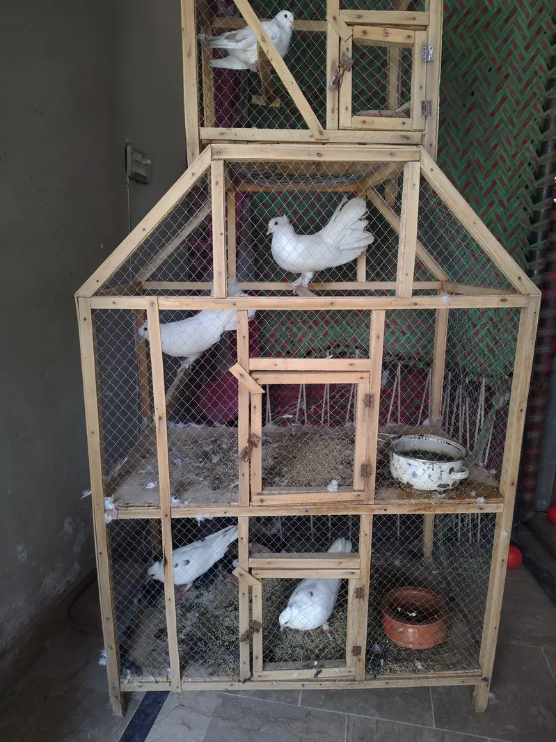 lackay pigeons pair — photo 4